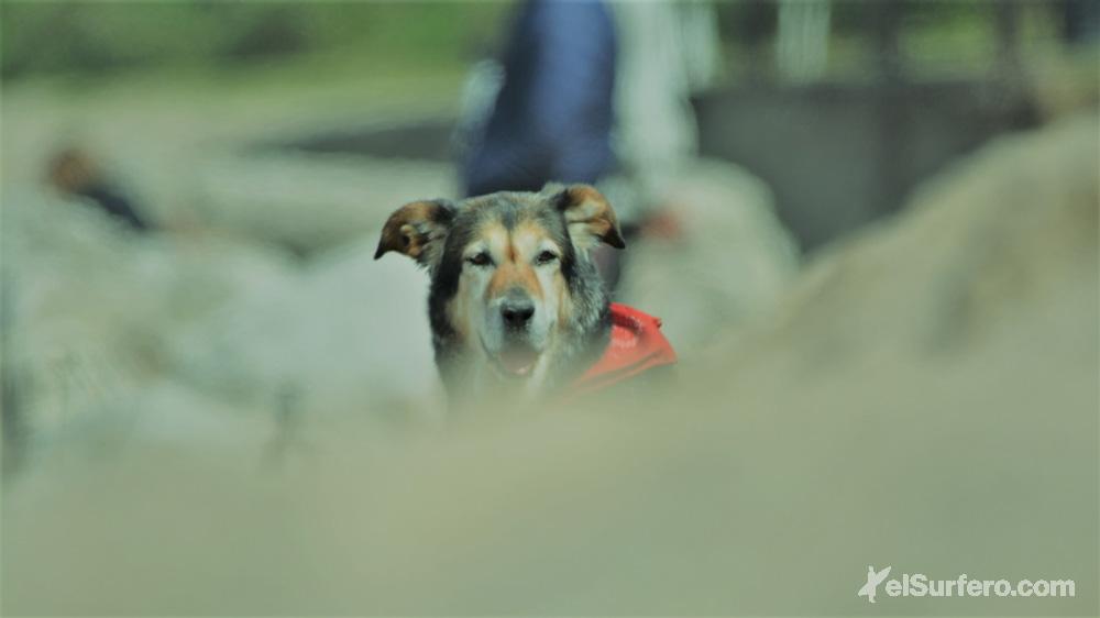 Honu Beach Pro - Foto: Brian Bjerrum